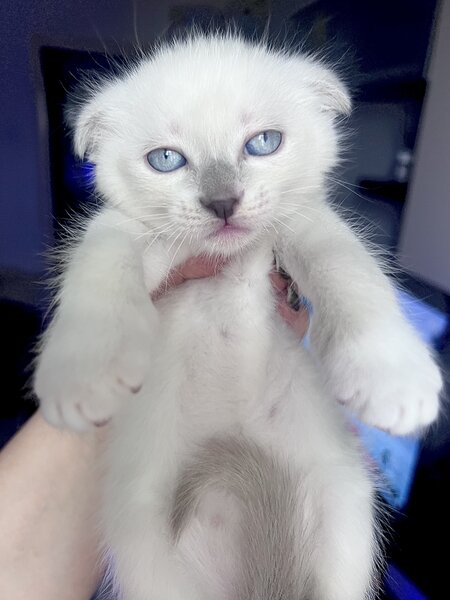 Pui pisica Scotish Fold bluepoint.