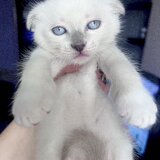 Pui pisica Scotish Fold bluepoint